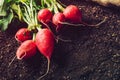 Harvested garden radishes on soil