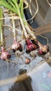 Harvested garlic bulbs