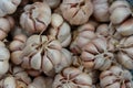 Harvested garlic in container