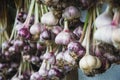 Harvested garlic hanging in bunches to dry before storing in an open shed