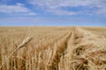 Harvested Grain Field Canadian Prairies Royalty Free Stock Photo