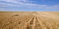 Harvested Grain Field Canadian Prairies Royalty Free Stock Photo