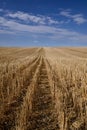 Harvested Grain Field Canadian Prairies Royalty Free Stock Photo