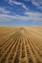 Harvested Grain Field Canadian Prairies Royalty Free Stock Photo