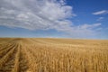 Harvested Grain Field Canadian Prairies Royalty Free Stock Photo