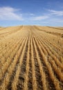 Harvested Grain Field Royalty Free Stock Photo