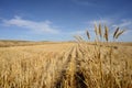 Harvested Grain Field Royalty Free Stock Photo