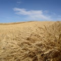 Harvested Grain Field Royalty Free Stock Photo