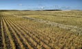 Harvested Grain Field Royalty Free Stock Photo