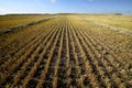 Harvested Grain Field Royalty Free Stock Photo