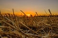 Harvested grain field at sunset. Rural summer landscape with orange sun sinking over the horizon over the stubble. Royalty Free Stock Photo