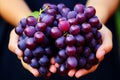 Harvested Grapes. Skilled Vintners Serene Hands in a Close-up Shot from the Vineyard