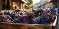 Harvested Grapes in Wooden Crates for Winemaking Process at Harvest Festival AI Generated