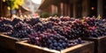 Harvested Grapes in Wooden Crates for Winemaking Process at Harvest Festival AI Generated