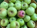 Harvested Green Apples in Summer in July Royalty Free Stock Photo