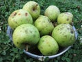 Harvested Green Apples in Summer Royalty Free Stock Photo