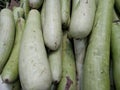 Harvested green vegetable bottle gourd,Calabash Gourd