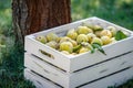 Harvested ripe greengage in garden Royalty Free Stock Photo