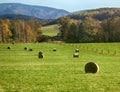 Harvested, hay rolled into rolls Royalty Free Stock Photo