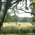 Harvested Hay