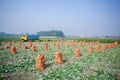 Harvested kohlrabi cabbage ready to export