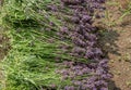 Harvested Lavender Flowers On The Ground Royalty Free Stock Photo