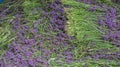 Harvested Lavender Flowers On The Ground Royalty Free Stock Photo