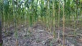 Harvested maize plants, appear to be cleaned of dried leaves