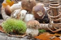 Harvested mushrooms Royalty Free Stock Photo