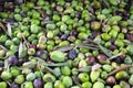 Harvested olives in Greek olive oil mill.