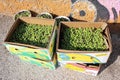 Harvested olives loaded into cartons outside of olive oil mill