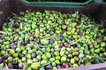 Harvested olives in olive oil mill in Greece