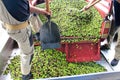 Harvested olives unloaded from truck to press hopper in olive oil mill