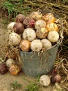 Harvested onions Royalty Free Stock Photo