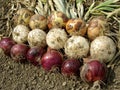 Harvested onions Royalty Free Stock Photo