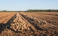 Harvested onions drying in the afternoon sun Royalty Free Stock Photo