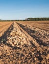 Harvested onions drying in the afternoon sun Royalty Free Stock Photo