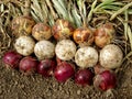 Harvested onions Royalty Free Stock Photo