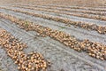 Harvested onions rows on a field in autumn