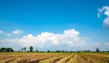 Beautiful blue sky and white cloudy background over the harvested organic rice fields in countryside landscape of Thailand. Royalty Free Stock Photo
