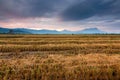 Harvested paddy field at Kota Belud, Sabah, East Malaysia Royalty Free Stock Photo