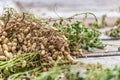 Harvested Peanuts