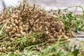 Harvested Peanuts