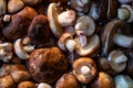 Harvested peeled Suillus mushrooms. Autumn season.