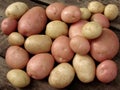 Harvested potato tubers Royalty Free Stock Photo
