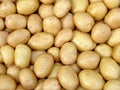 Harvested potato tubers Royalty Free Stock Photo