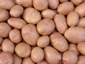 Harvested potato tubers Royalty Free Stock Photo