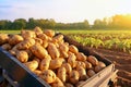 Harvested potatoes in a crate with field in the background