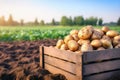 Harvested potatoes in a crate with field in the background