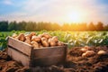 Harvested potatoes in a crate with field in the background